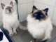 Chatons ragdoll a donner 