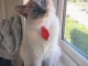 Chatons ragdoll a donner 