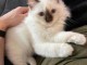 Chatons ragdoll a donner 