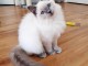 Chatons ragdoll a donner 