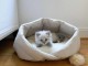 Chatons ragdoll a donner 