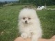 Splendide chiots spitz nain