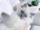 Chatons ragdoll a donner 