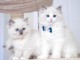 Chatons ragdoll a donner 