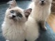 Chatons ragdoll a donner