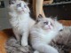 Chatons ragdoll a donner 