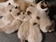 Chatons ragdoll a donner 