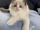 Chatons ragdoll a donner 