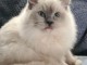 Chatons ragdoll a donner 