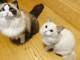 Chatons ragdoll a donner 