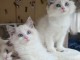 Chatons ragdoll a donner 