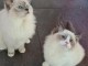 Chatons ragdoll a donner 