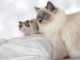 Chatons ragdoll a donner 