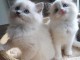 Chatons ragdoll a donner 