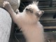 Chatons ragdoll a donner 