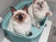 Chatons ragdoll a donner 