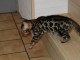 Splendide chatons Bengal LOOF