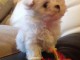 Donne chiot bichon maltais femelle