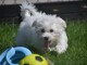 Donne chiot bichon maltais femelle