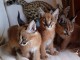 chatons serval , savannah et caracal 