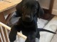 Chiots labrador noir disponibles