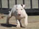 Bull terrier chiots à vendre