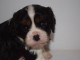 Adorables bb Cavalier King Charles