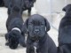 Chiots Cane Corso Age 3 Mois