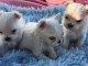 Chiots Bichon maltais dispo