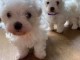 Chiots Bichon maltais dispo