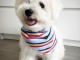 Magnifique et adorable bichon maltai recherche famille d