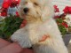 Chiots Bichon maltais dispo