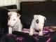 Mini Bull Terrier chiots à vendre