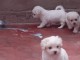 Chiots Bichon maltais dispo