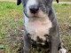 Pitbull Lilas Blueline Chiots