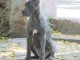 Cane Corso chiots à vendre