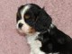 A donnez Chiot Cavalier Charle Spaniel Femelle