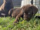 magnifiques chiots labrador a l