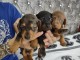 Superbes Chiots Teckels 