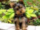 Adorables chiots Yorkshire terriers 