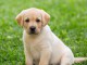 Chiots Labrador retriever 