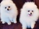 Chiots spitz nain lof disponible pour noël