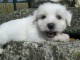 Chiot coton de tulear LOF a donner