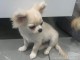 chiot chihuahua pure race a adopter