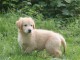 chiots golden retriever a donner