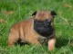 chiot bouledogue fancais