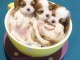 Magnifiques chiots cavalier king-charles 