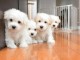 CHIOTS COTON DE TULEAR 