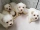 CHIOTS COTON DE TULEAR 