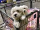 CHIOTS COTON DE TULEAR 